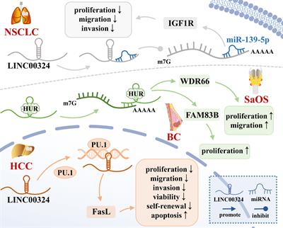 LINC00324 in cancer: Regulatory and therapeutic implications